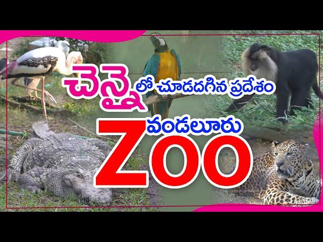 Vandalur Zoo Chennai 2022 | Arignar Anna Zoological Park, Vandalur, Chennai | Chennai ZOO