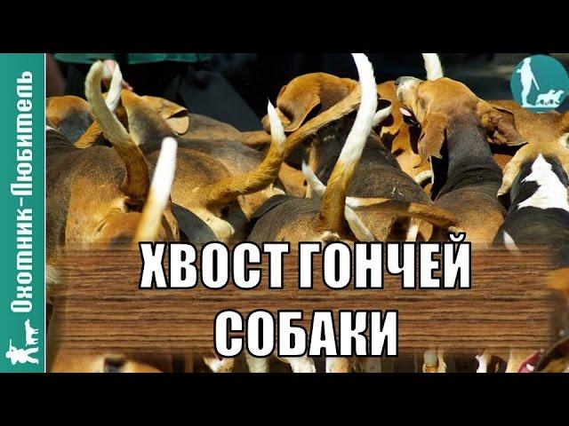 Каким должен быть хвост (гон) у гончей собаки? Охотник-Любитель