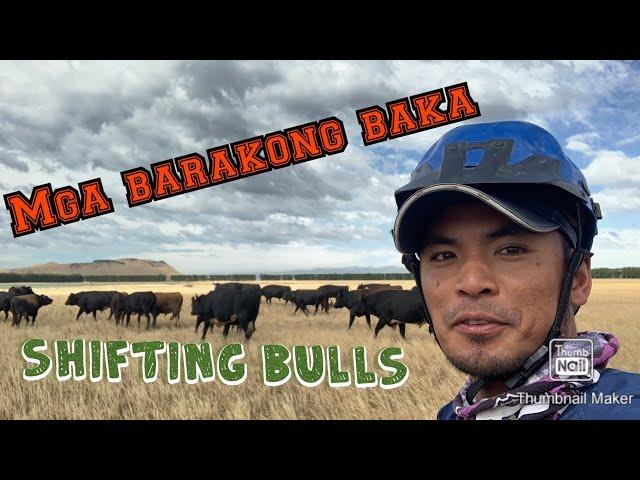 Bull shifting in dairy farm nz #summerfeelsnz #dairyfarmernz #bullshifting #pilipinodairyfarmernz