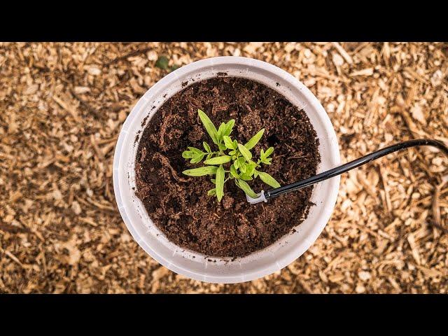 Greenhouse Irrigation with a RainPoint WiFi Automatic Watering System