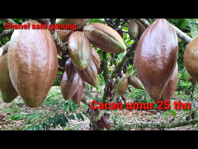 Cacao umur 25 tahun berbuah lebat