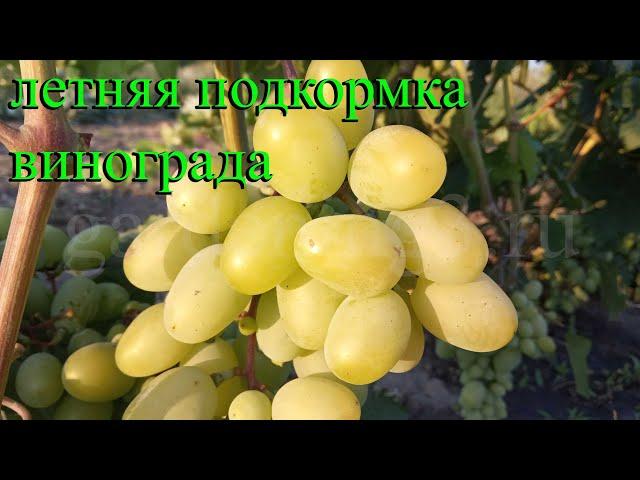 Летняя подкормка винограда Монофосфат калия