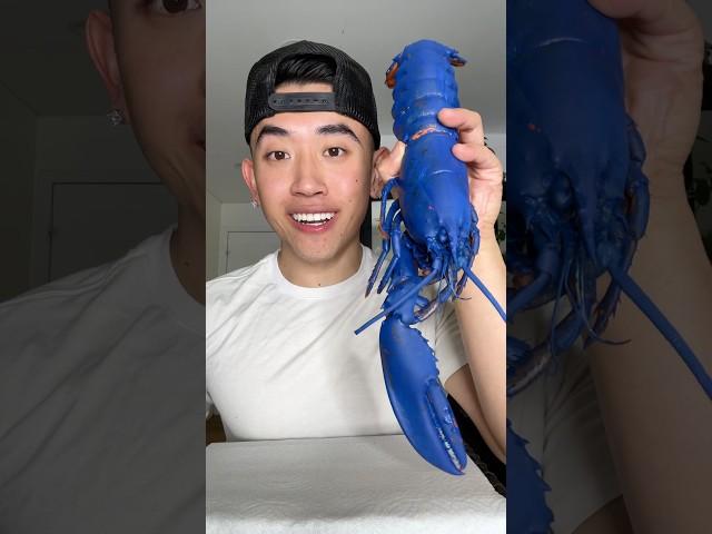 EATING PREGNANT BLUE LOBSTER