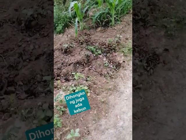 bercocok tanam ditanah hongkong#berkebun