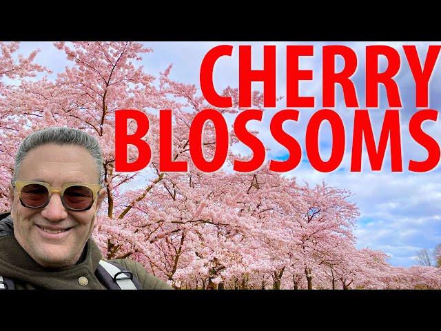 Cherry Blossoms of Amsterdam 2024