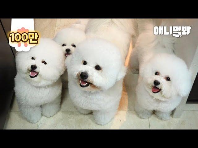 A Must Video For Those Who Raise A Bichon Dog