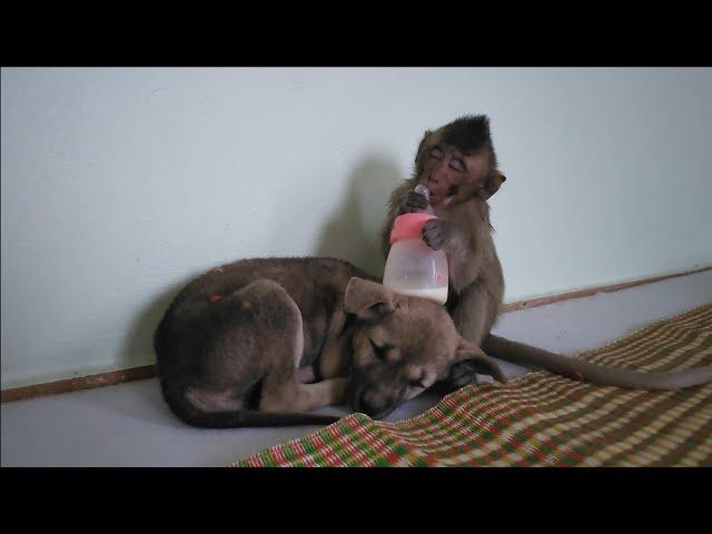 So sweet of adorable baby monkey Nahu falling asleep on puppy Kiki's back