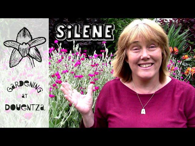 Silene (Lychnis) coronaria Care, How to Grow Rose Campion : 14 of 30, my month of perennials