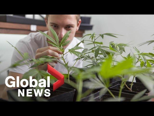 Weed is legal: This is how you grow marijuana at home