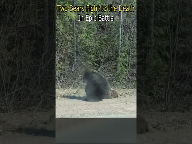 Two Bears Fight to the Death in Epic Battle