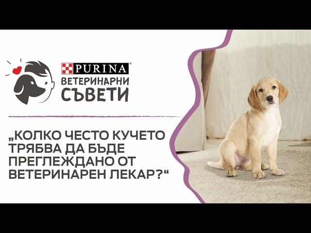 Колко често кучето трябва да бъде преглеждано от ветеринарен лекар?