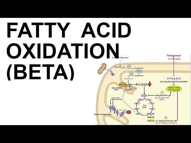 Fatty Acid (Beta) Oxidation