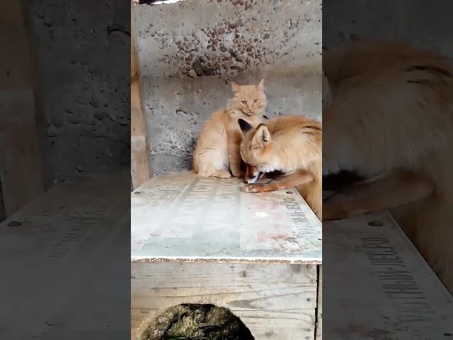 875. Wild fox Marquise playing with a cat Amur. 