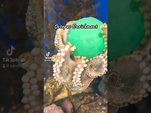 Let’s Do Octopus Enrichment with a 2 Spot Octopus #shorts #crab #ball