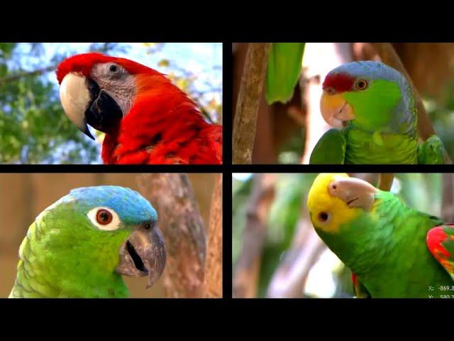 CO2 Passed 422 Said the Parrots – La Pava Congona song by Andrés Landero