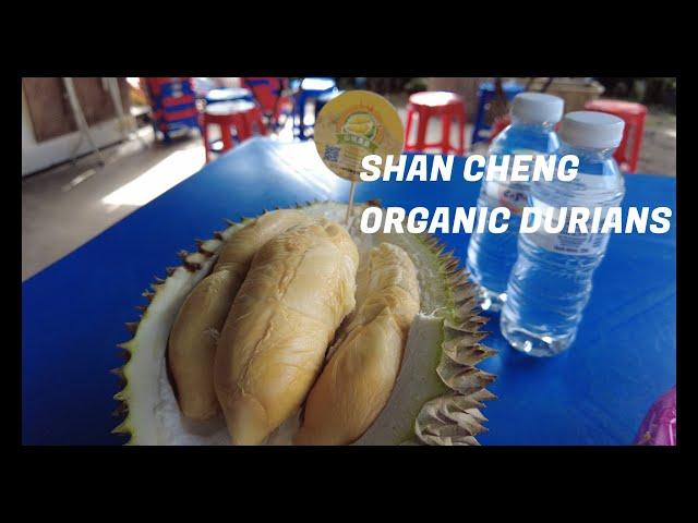 Organic durians at Shan Cheng Durian Penang 山城果皇, Balik Pulau. Premium quality, pesticide free!