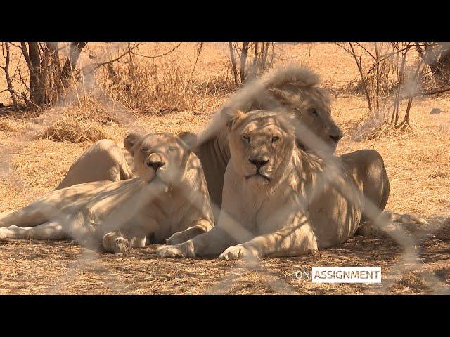 Inside South Africa's Lion farming industry - On Assignment | ITV News