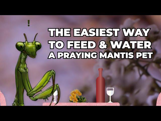 The Easiest Way to Feed and Water a Praying Mantis Pet