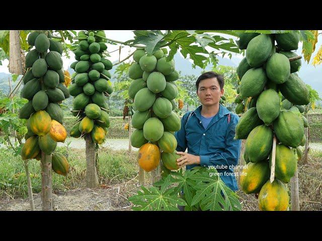 Catch stream snails to cook and harvest papaya. Robert | Green forest life