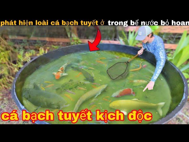 Phát Hiện Cá Bạch Tuyết Kịch Độc Dưới Bể Nước Bị Bỏ Hoang || review giải trí đời sống nom nom review