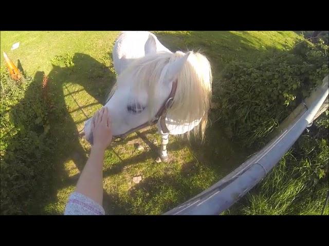 Horse ride along Beautiful Coastal Cliff top in Wales :)