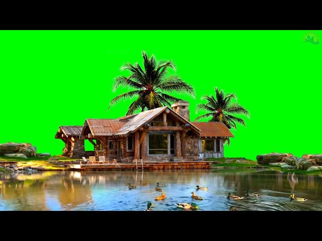 beautiful duck's ";---"""green screen HD video36 views