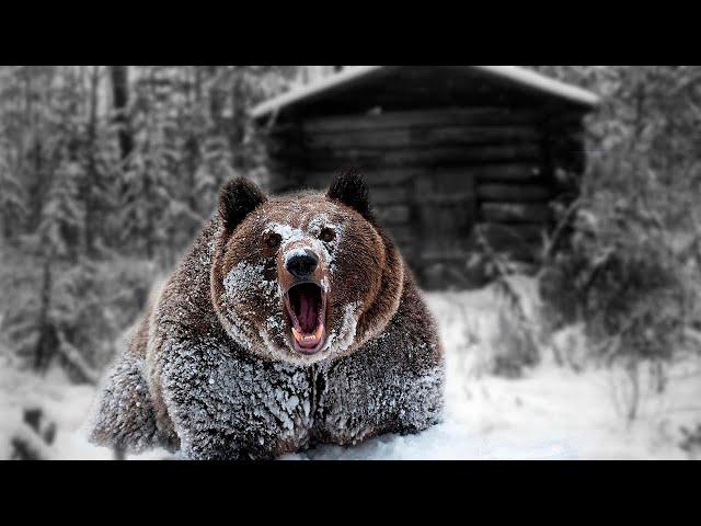 /Жуть / Медведь шатун пришел в избушку к охотнику / Таежный случай/