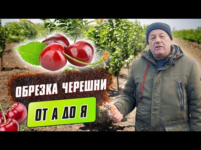 Обрезка черешни от А до Я. Особенности обрезки и формировки кроны черешни.