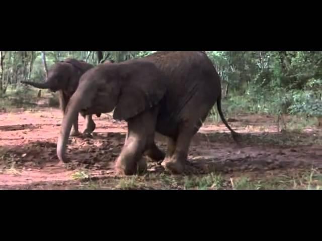 African Animals Getting Drunk Off Ripe Marula Fruit