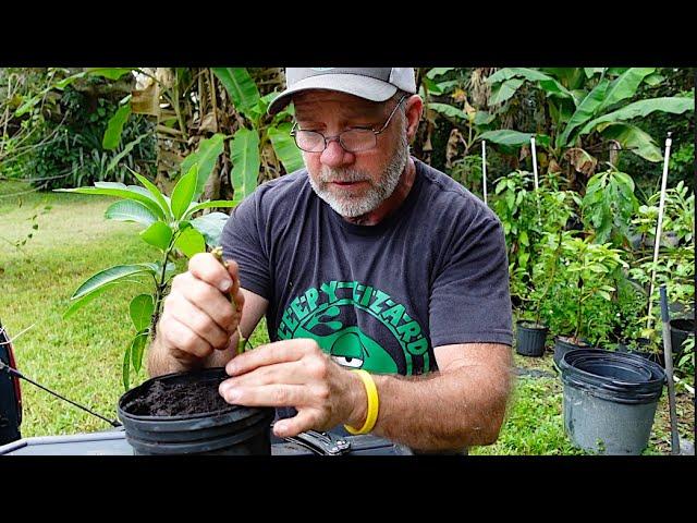 How to Graft Mango Trees