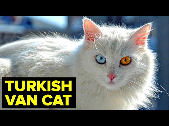 Turkish Van Cat: Breed & Personality // Planet Of The Cats