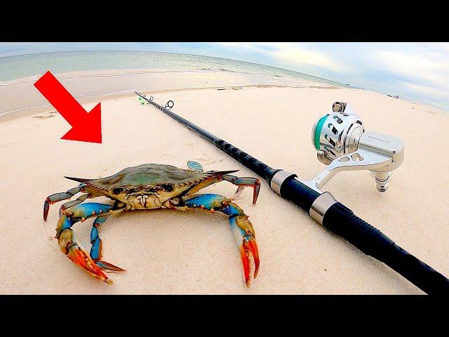 SURF Fishing with BLUE CRABS! for BEACH GIANTS