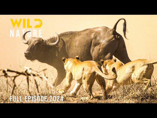 Lions Vs Buffalo | The Journey to Resist the Apex Predators | Animal documentary