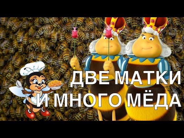 ВСЕГДА ДВЕ МАТКИ И МНОГО ПЧЁЛ