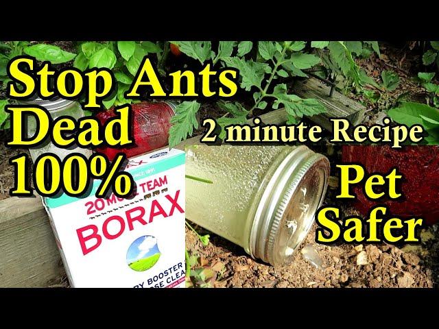 Stop Garden Ants Quickly, Easily, & Organically: A 2 Minute Recipe & Pet Safer Jar