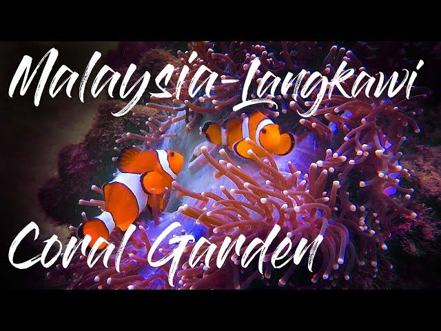 LANGKAWI MALAYSIA The Andaman Coral Garden SNORKELING  4k UHD