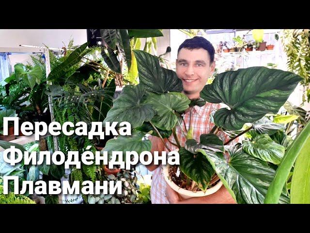 Филодендрон Плавмани / Philodendron Plowmanii / ПЕРЕСАДКА / РАЗМНОЖЕНИЕ /ГРУНТ