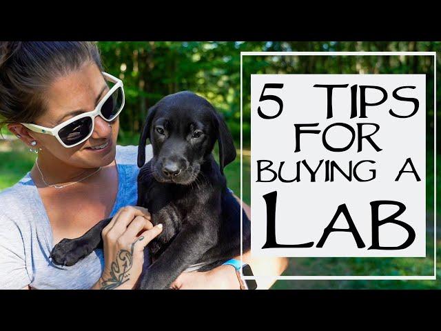 5 Things To Consider When Buying A Lab