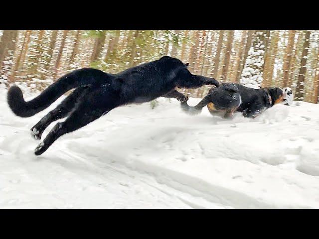 Winter walks of panther Luna & Сo ️