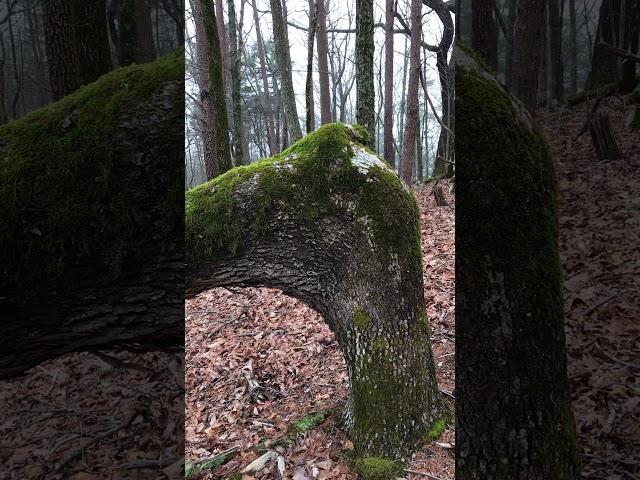 Discovered an Indian Trail Tree in North Georgia, and followed it. See where it led us!