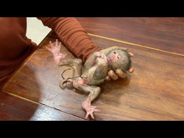 1rst Day Newborn Baby Monkey Weakness & Have C0rd In New Home