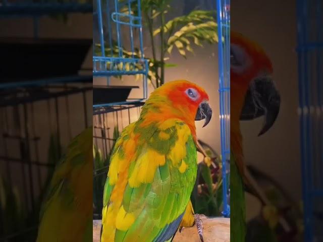 sunconure #корелла #cockatil #cockatils #bird #smartbird #birdcute #animal #pet #burungfalk #sc