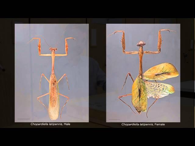 Re-Evolution of Camouflage in Horned Praying Mantises