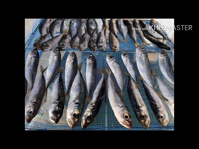  Ставридка вяленая. Dried horse mackerel