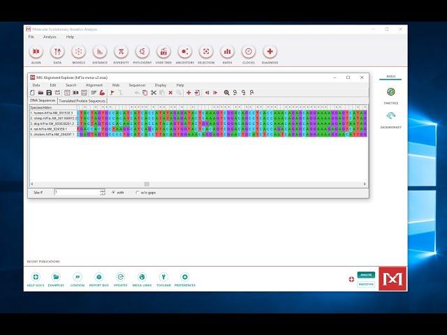 Making a Multiple Sequence Alignment in MEGA