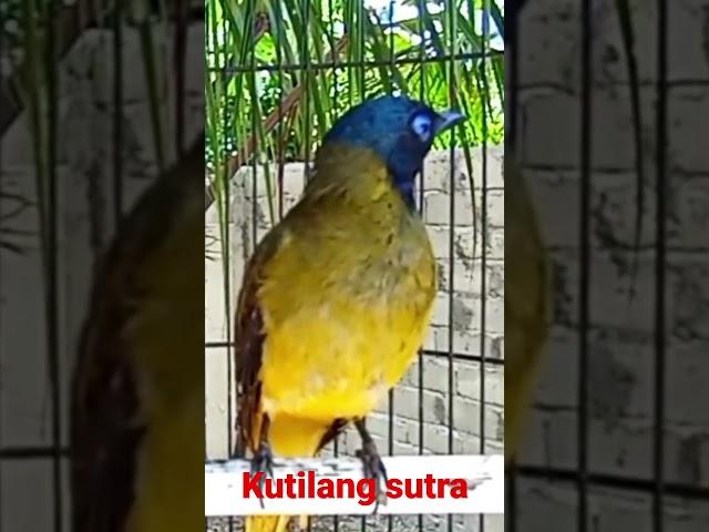 kutilang sutra