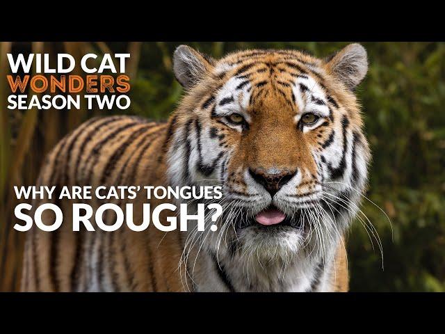 Why are Cats' Tongues so ROUGH? | Wild Cat Wonders | Season 2 Episode 2