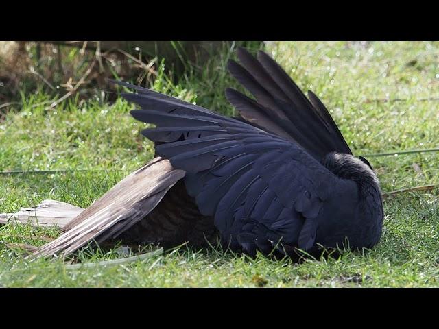 last fight of the Jackdaw versus Sparrow-hawk