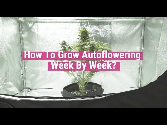 Autoflowering Plants Week By Week [Educational]