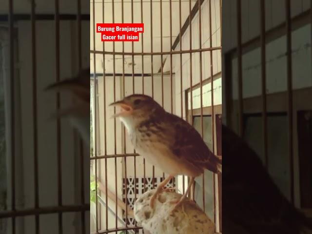 Burung Branjangan Full isian Gacor